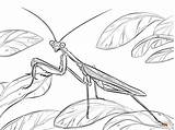 Mantis Praying Coloring Pages African Drawing Animals Printable Tattoo Sketch Orchid Animal sketch template