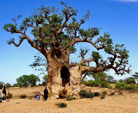 baobab trees       theyre dying  africa