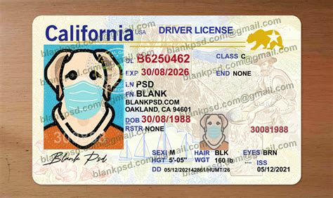 california drivers license template   blank psd