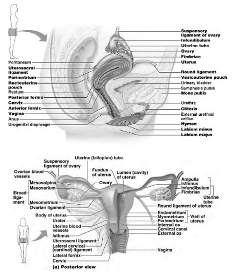 apparato genitale femminile appunti tesionline