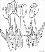 Coloring Pages Tulips Tulip Seven Flower Dibujo Flowers Para Tulipanes Colorear Flores Printable Color Outline Pintura Dibujos Tulipan Imprimir Patrones sketch template