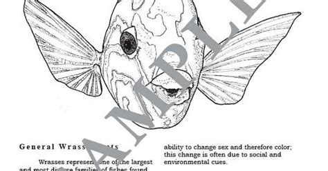educational coloring pages   complete hawaiian reef fish