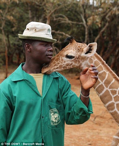 giraffe has formed a friendship with orphaned elephant calf loboito in
