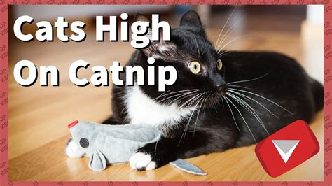 cats high on catnip compilation [funny] top 10 videos youtube