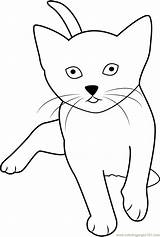 Cat Coloring Cute Playing Pages Coloringpages101 Online sketch template