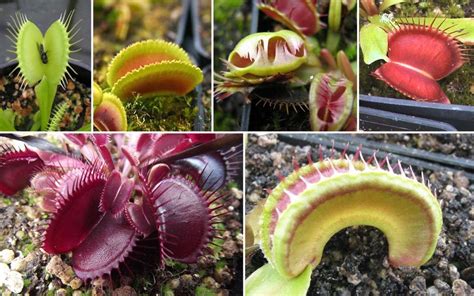 venus flytrap plant  coolest varieties cultivars hungryplantcom