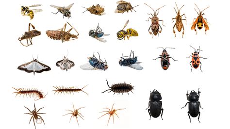 explainer insects arachnids   arthropods science news  students