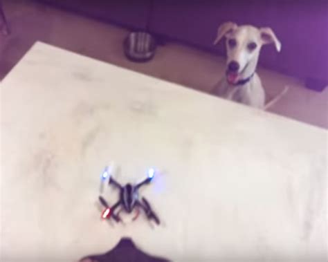 excited puppy ruin  toy drones test flight enstarz
