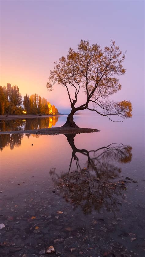 The Famous Tree At The Shoreline Of Lake Wanaka At Sunrise New Zealand