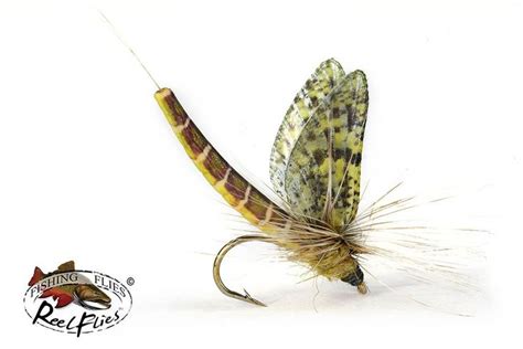 realistic eastern green drake fly nymph fly patterns trout realistic