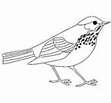 Coloring Thrush Pages Bird Coloringcrew Birds Color sketch template