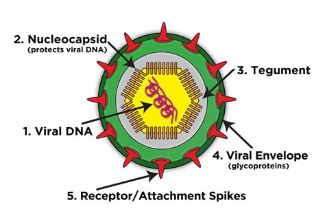 viruses reproduce virafend virus defense formula