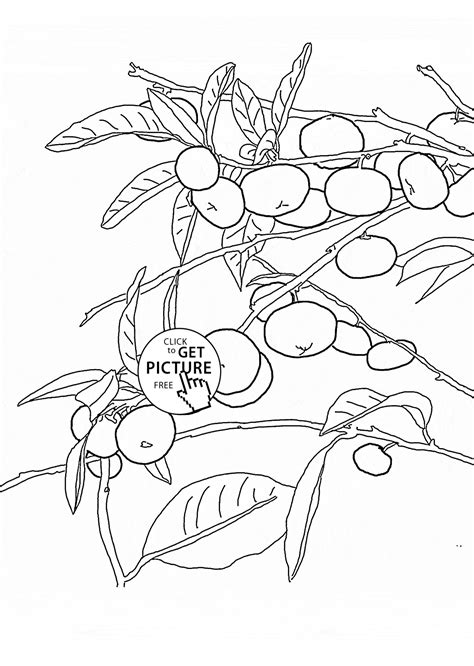 apple tree coloring page printable tinggyboii
