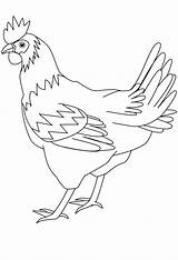 Hen Coloring Pages Chicks Getcolorings sketch template