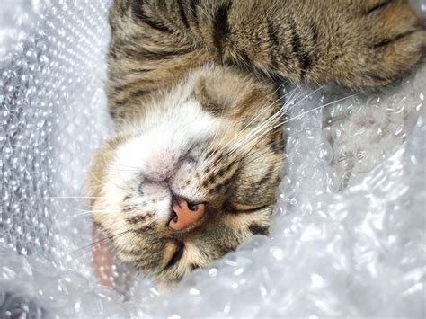 bubblewrap cat   metaphor    wrap  pets  flickr