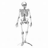 Menselijk Lichaam Skelet sketch template