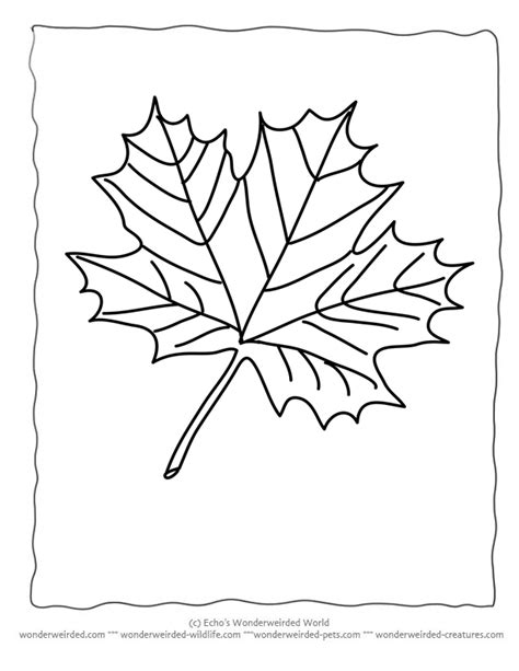 maple leaf coloring pages printable collection  wonderweirded wildlife