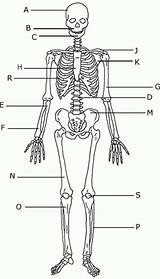 Skeleton Bones Unlabeled Anatomy Labeled Skeletal Ciencias Salud sketch template