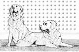 Coloring Kleurplaat Retrievers Kleurplaten Labrador Hond Colorare Honden Disegni Twee Chesapeake Supercoloring Perros Breed Retreiver Pound Step Sketch Dieren Pup sketch template