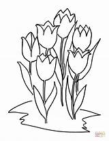 Lalele Tulpen Kleurplaat Sase Tulips Colorat Tulip Desen Tulipanes Kleurplaten Six Bloemen Dibujo Planse Tulp Flori sketch template