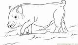 Boar Young Coloringpages101 sketch template