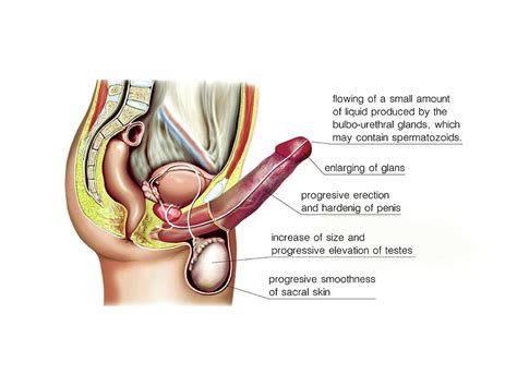 Male Sexual Response Photograph By Asklepios Medical Atlas