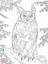 Owl Coloring Horned Great Pages Realistic Printable Getcolorings Color Print Horn Authentic sketch template