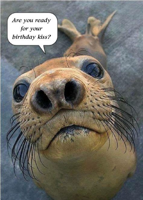cute birthday card   animal lover click   card  send
