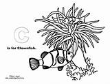 Ocean Alphabet Coloring Zooplankton Book Pages Template sketch template