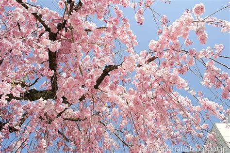 shidare zakura cherry blossoms spring  japan cherry blossom japan
