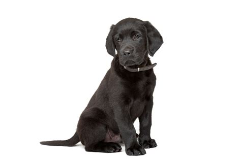 black lab dog names