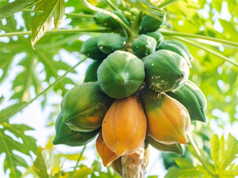 harvest papayas papaya harvesting methods