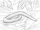 Coloring Caecilian Amphibian Mexican Burrowing Pages Clipart Cecilias Anfibios Dibujos Cliparts Burrow Categories Designlooter Library sketch template