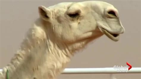 camels disqualified from saudi beauty pageant over botox national