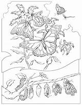 Coloring Pages Butterfly Monarch Cocoon Cycle Life Animal Getcolorings Popular Geographic National Beautiful Books sketch template