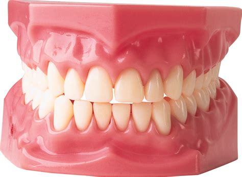 collection  teeth png pluspng