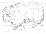 Coloring Ox Musk Muskox Realistic Pages Tundra Supercoloring Arctic Printable Drawing Animals Dot sketch template