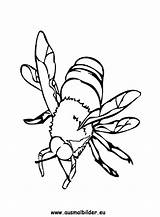 Biene Bienen Ausmalbild Ausdrucken Malvorlagen sketch template