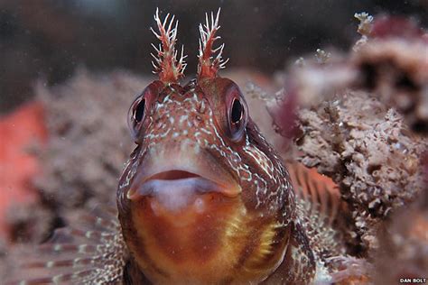 bbc in pictures torbay marine life could get protection