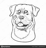 Rottweiler Watchdog Drawn Lokalisiert Weißem Gegenüber sketch template