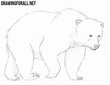 Bear Drawingforall Bears Grizzly Ears sketch template