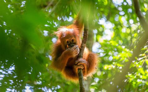 places  travel   orangutan gunung leuser