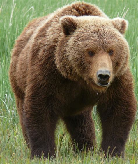 grizzly bear basic facts   pictures  wildlife