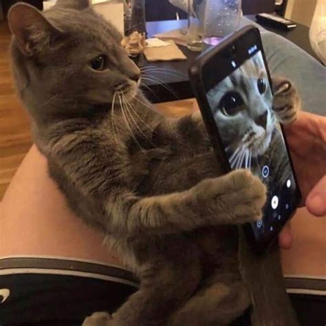 Naughty Video Chats To Selfies Cats Caught Using Phones