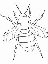 Coloring Insect Learn sketch template