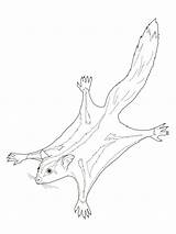 Sugar Glider Coloring Pages Possum Colouring Drawing Gliders Color Printable Print Australian Animals Drawings Template Line Animal Possums Realistic Pattern sketch template