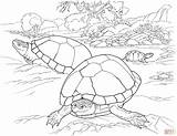 Coloring Pages Desert Turtle Tortoise Animals Turtles Animal Printable Color Southwest Deserts Kids Reptile Timid Sandy Lives Beach Eggs Supercoloring sketch template
