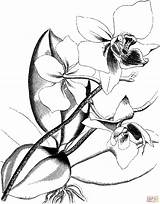 Orchidee Orchid Orchidea Ausmalbild Colorare Ausdrucken Kostenlos Viktorianische Malvorlage Disegni Blumen Supercoloring Vittoriana Dibujos Kleurplaat Orquídea sketch template