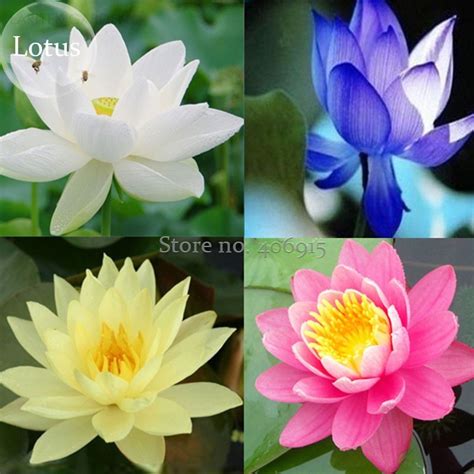 Us 2 55 Rare Mixed 4 Types Of Lotus Flowers 10 Seeds