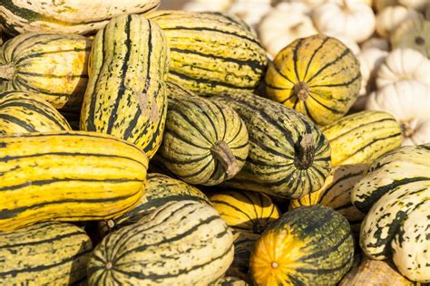 20 Squash Varieties To Look For In Your Farmer’s Market